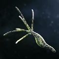 孢子2生物进化手机版游戏最新版手游v41.54下载