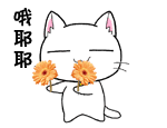 菊花教教猫表情包下载v1.0